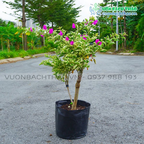 Cây Bông Giấy Cẩm Thạch 2