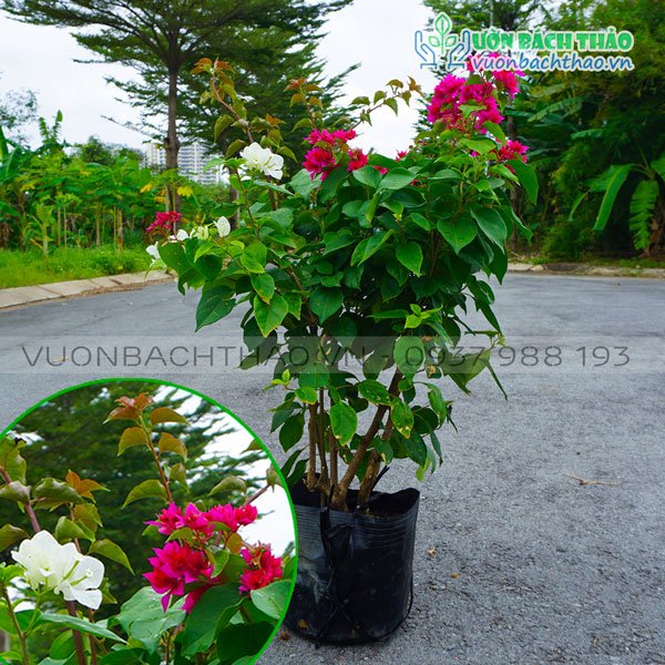 Cây Bông Giấy Ghép 2