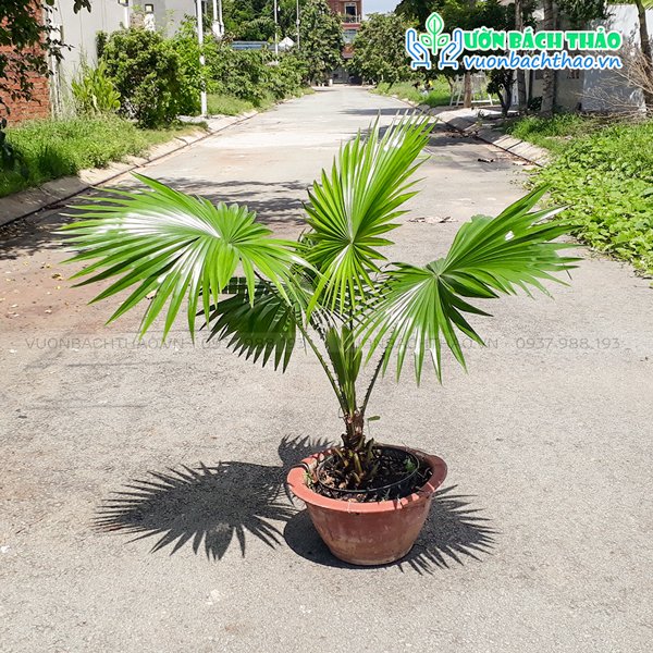 Cây Cọ Ta 3