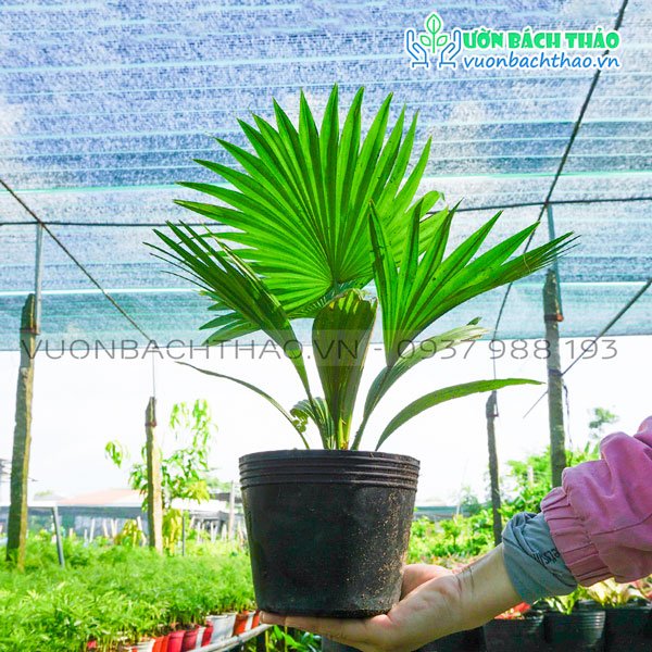 Cây Cọ Ta 2
