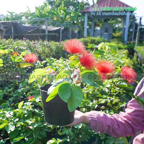 Cây Điệp Lào
