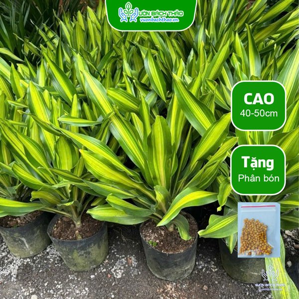 Cây Phát Tài Đài Loan 2