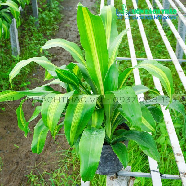 Cây Phát Tài Đài Loan 3