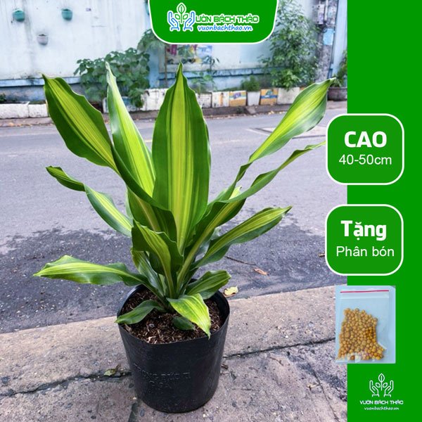 Cây Phát Tài Đài Loan