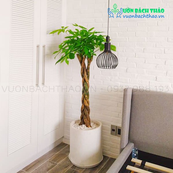 Cây Kim Ngân Bím Chậu Đứng 2