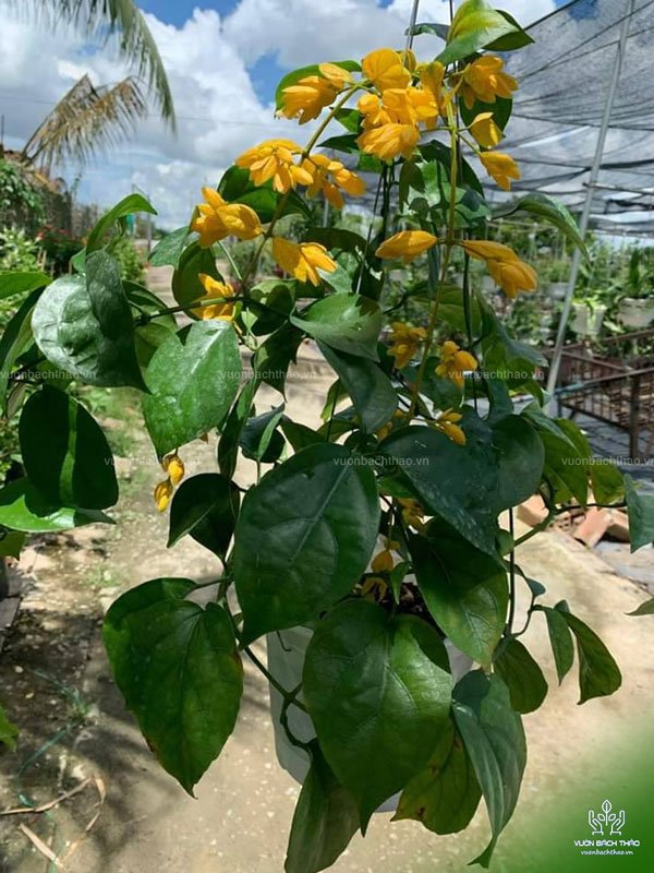 Cây Lan Hoàng Dương Chậu Treo 3