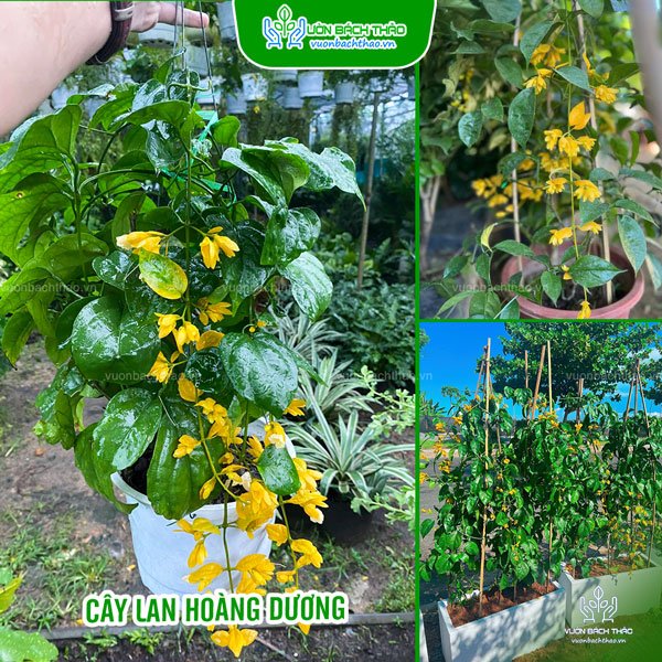 Cây Lan Hoàng Dương Chậu Treo