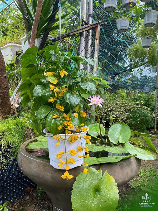 Cây Lan Hoàng Dương Chậu Treo 2
