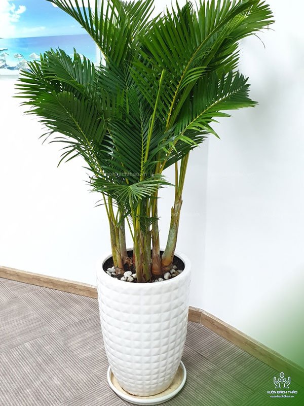 Cây Cau Nhật Chậu Đứng 3