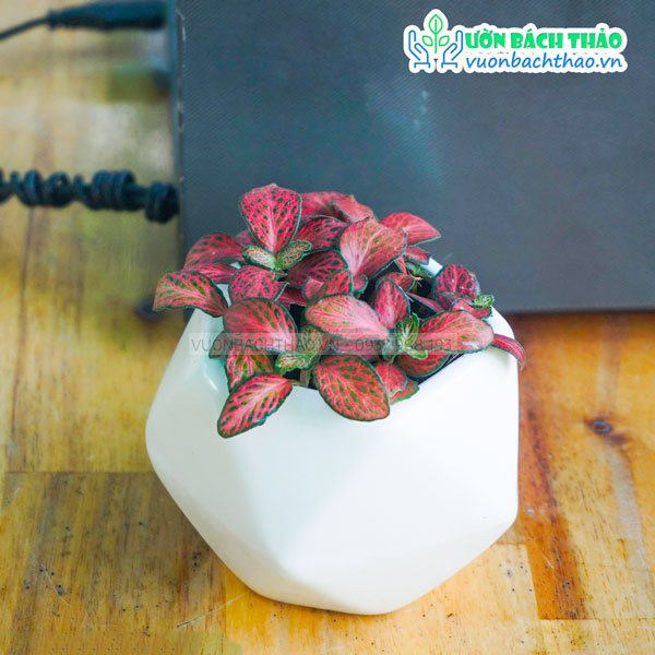 Cây Cẩm Nhung Đỏ Để Bàn