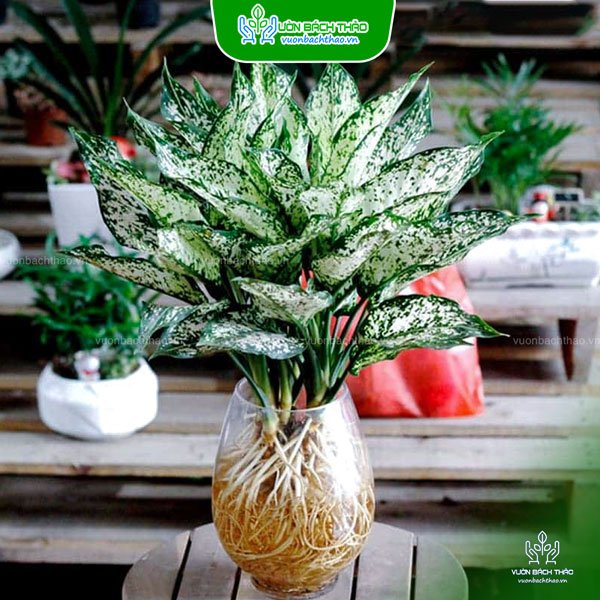 Cây Ngọc Ngân Thủy Sinh 2