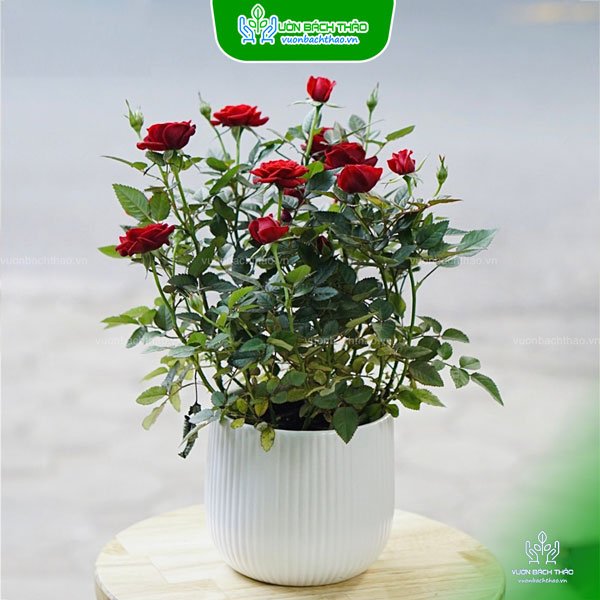 Cây Hoa Hồng Tỉ Muội Để Bàn 3