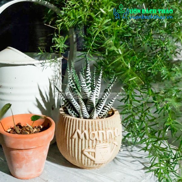 Cây Móng Rồng Mini Để Bàn 2