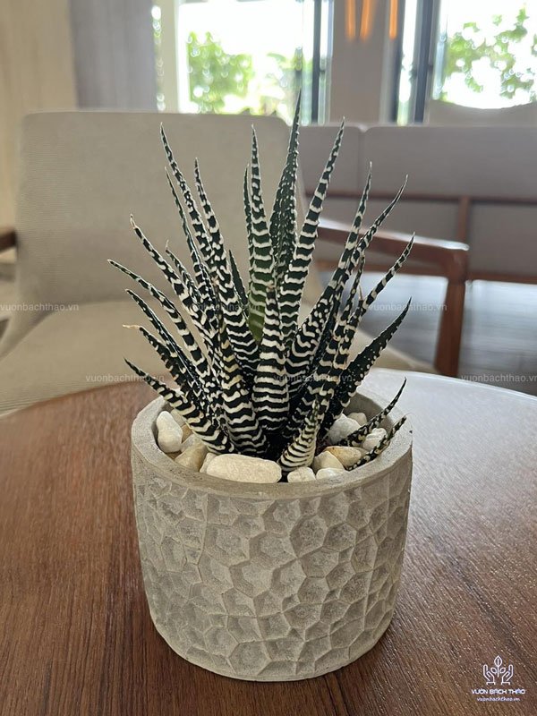 Cây Móng Rồng Mini Để Bàn 3
