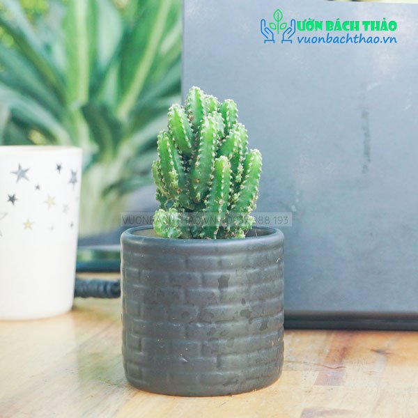 Cây Xương Rồng Thanh Sơn Để Bàn 3