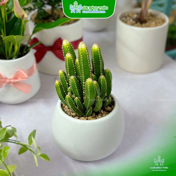 Cây Xương Rồng Thanh Sơn Để Bàn 2