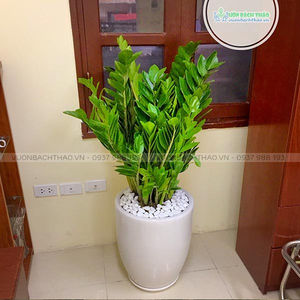 Cây Kim Tiền Chậu Đứng 3