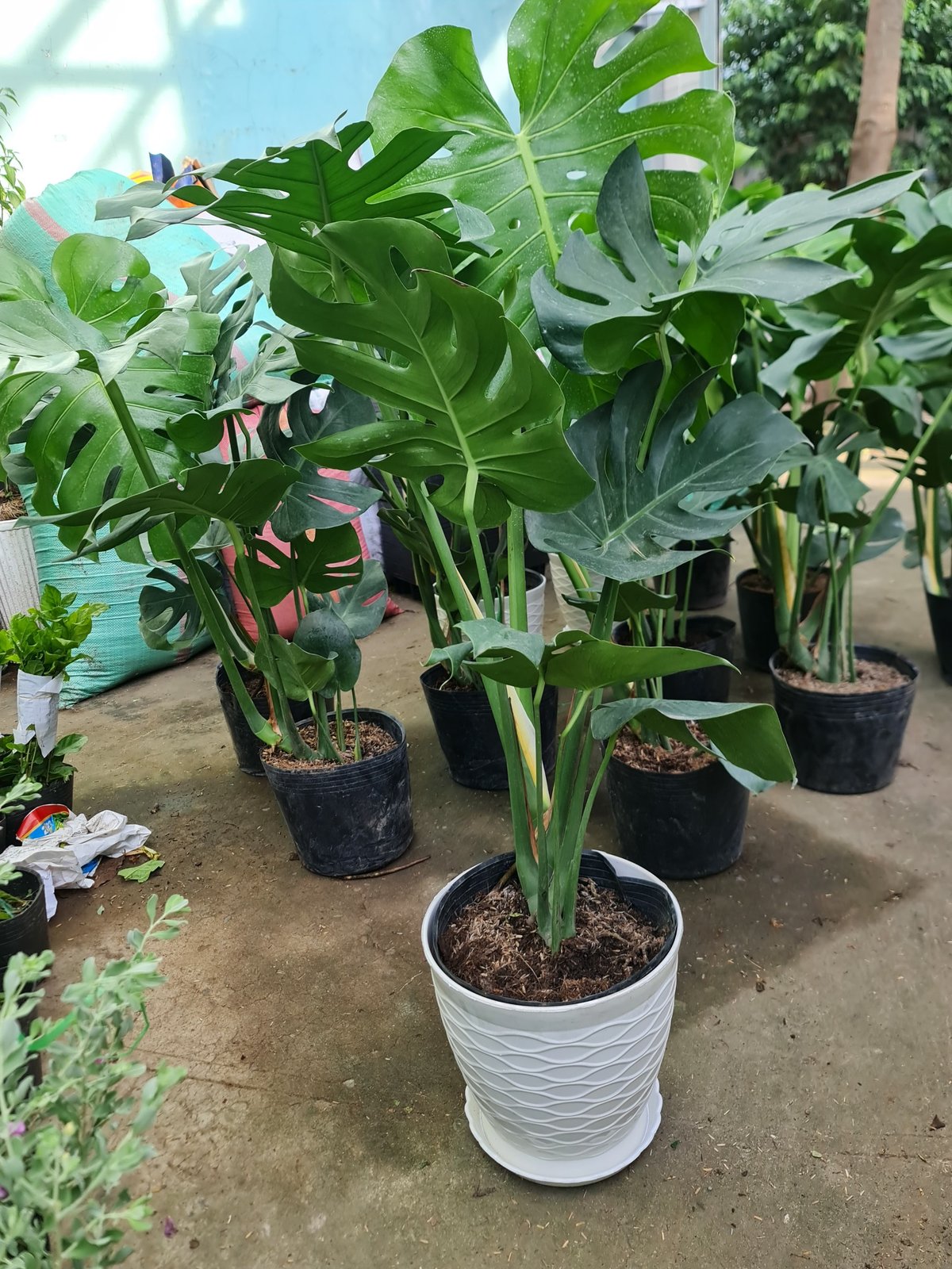 CHẬU NHỰA TRÒN LƯỚI (25*24CM) 3