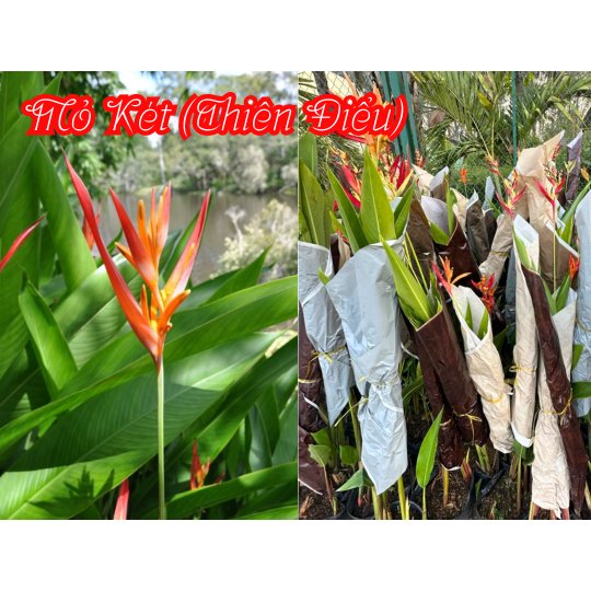 [CHỈ HOẢ TỐC] CÂY CHUỐI THIÊN ĐIỂU (MỎ KÉT) ,(cao 80-100cm), cây cảnh decor, cây trang trí nhà nội thất, khoẻ đẹp 2