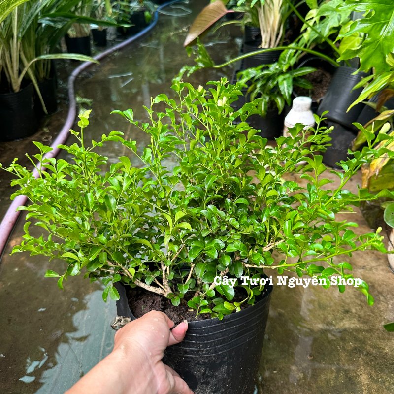 CÂY HOA NGUYỆT QUẾ THÁI SIÊU BÔNG, Hoa CỰC THƠM ,(cao 25cm), Hoa giống cảnh sân vườn, ban công, dễ trồng GIÁ RẺ 2