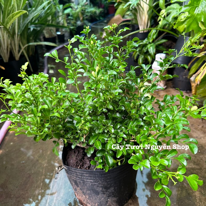 CÂY HOA NGUYỆT QUẾ THÁI SIÊU BÔNG, Hoa CỰC THƠM ,(cao 25cm), Hoa giống cảnh sân vườn, ban công, dễ trồng GIÁ RẺ 3