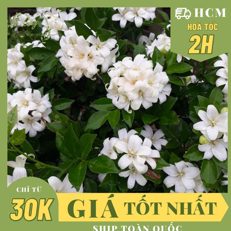 CÂY HOA NGUYỆT QUẾ THÁI SIÊU BÔNG, Hoa CỰC THƠM ,(cao 25cm), Hoa giống cảnh sân vườn, ban công, dễ trồng GIÁ RẺ