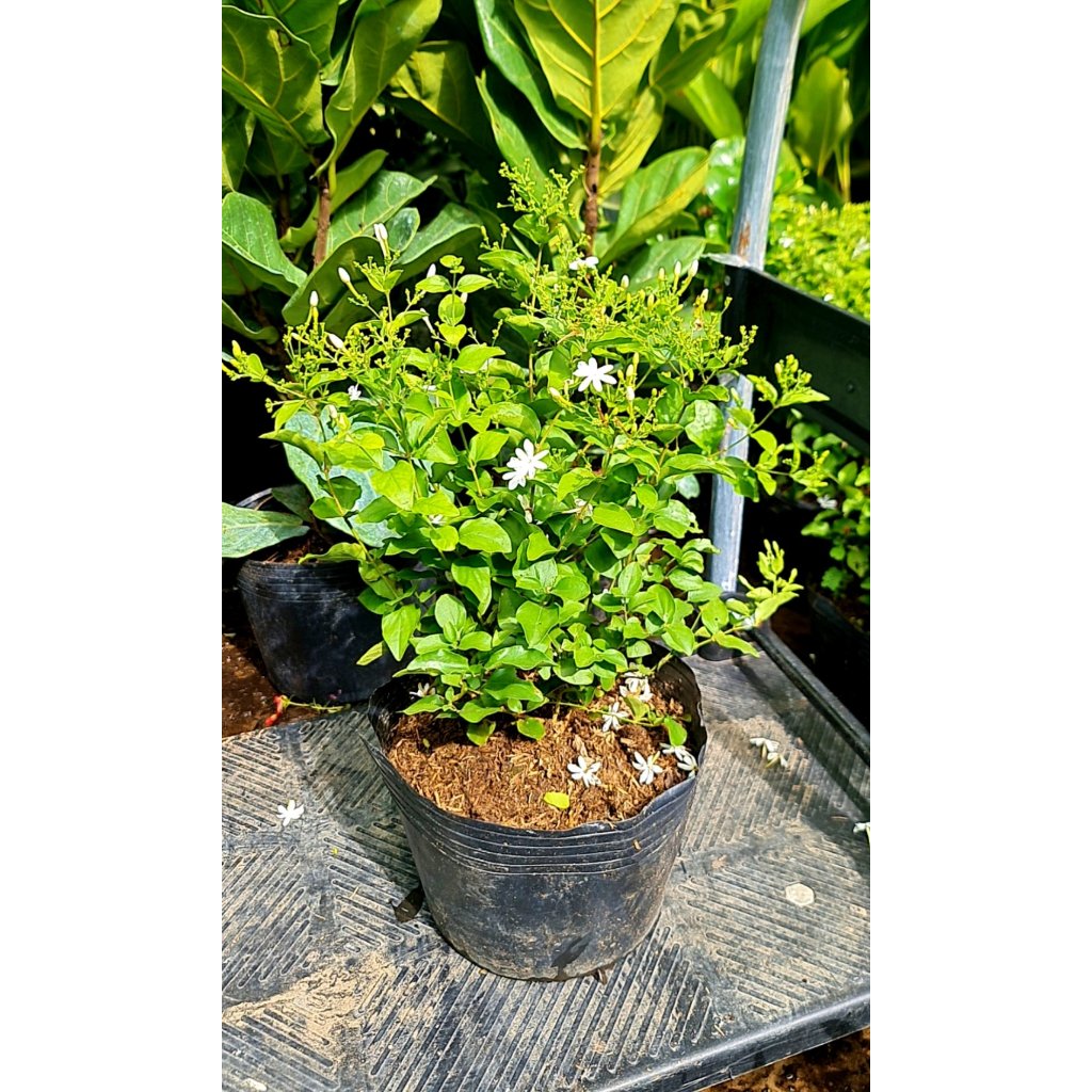 CÂY HOA LÀI HOÀNG GIA, Hoa chùm màu trắng CỰC THƠM ,(cao 30cm), Hoa giống cảnh sân vườn, ban công, dễ trồng GIÁ RẺ 2