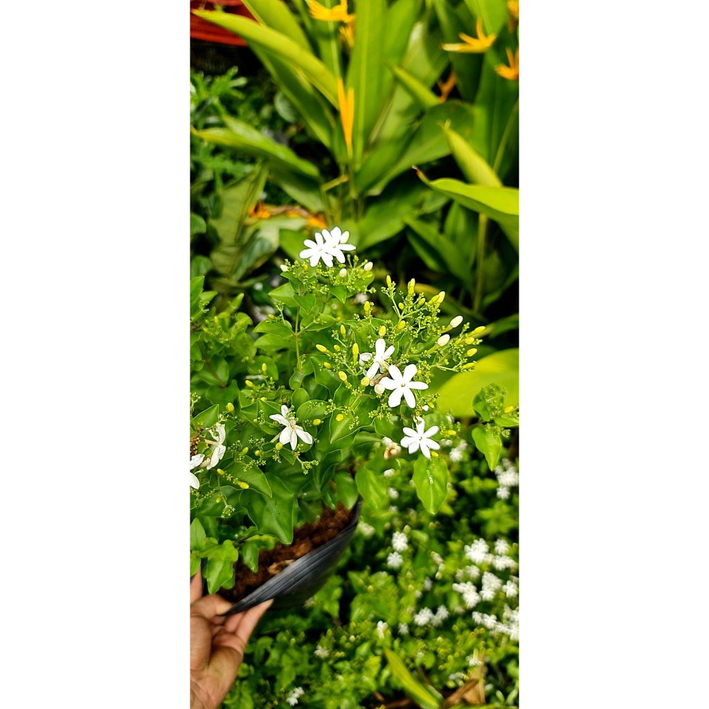 CÂY HOA LÀI HOÀNG GIA, Hoa chùm màu trắng CỰC THƠM ,(cao 30cm), Hoa giống cảnh sân vườn, ban công, dễ trồng GIÁ RẺ 3