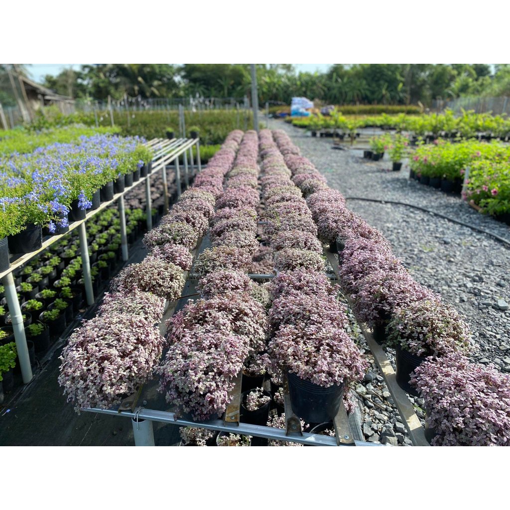 CÂY PINK LADY THÀI LÀI TÍM ,(cao 10cm), cây cảnh decor, cây trang trí nhà nội thất, khoẻ đẹp, GIÁ RẺ, lọc không khí 3