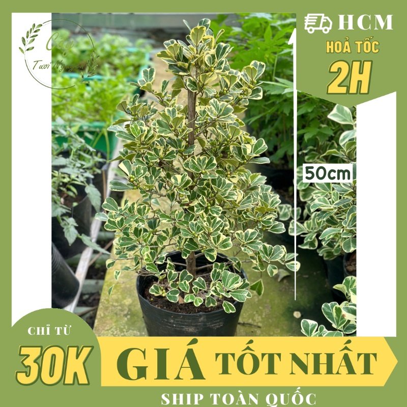 [HOẢ TỐC] CHẬU CÂY ĐA TAM PHÚC LÁ TIM Size lớn (50cm), lá sum suê, cây cảnh decor, cây trang trí, Cây Tươi Nguyên 2
