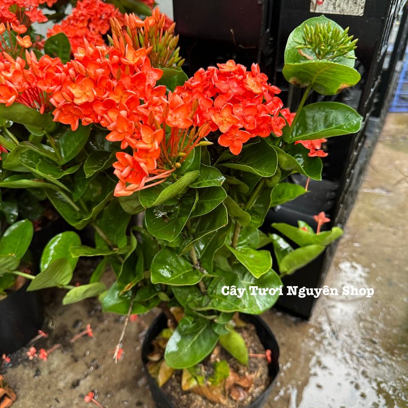 CÂY HOA TRANG CAM ĐÀI LOAN (Mẫu đơn Đài Loan) ,(cao 30cm), Hoa giống cảnh sân vườn, ban công, dễ trồng GIÁ RẺ, Cây Tươi 2