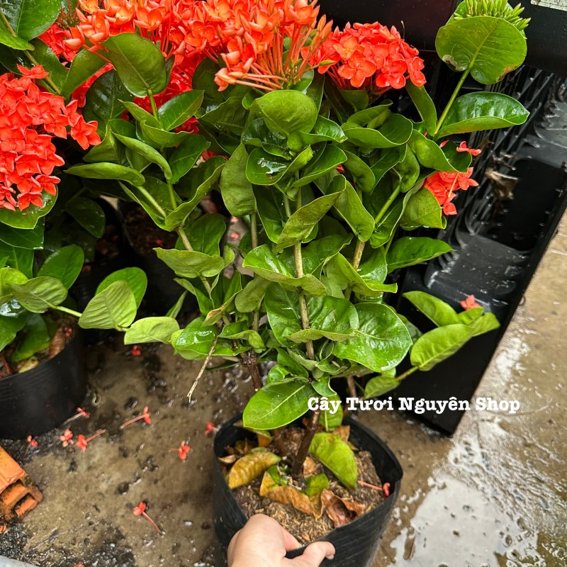 CÂY HOA TRANG CAM ĐÀI LOAN (Mẫu đơn Đài Loan) ,(cao 30cm), Hoa giống cảnh sân vườn, ban công, dễ trồng GIÁ RẺ, Cây Tươi 3
