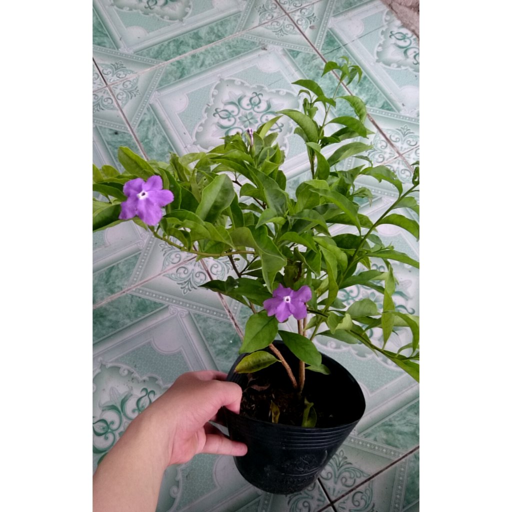 CÂY HOA LÀI NHẬT, Hoa ĐỔI MÀU, HOA THƠM ,(cao 25cm), Hoa giống cảnh sân vườn, ban công, dễ trồng GIÁ RẺ, nở quanh năm, C 2