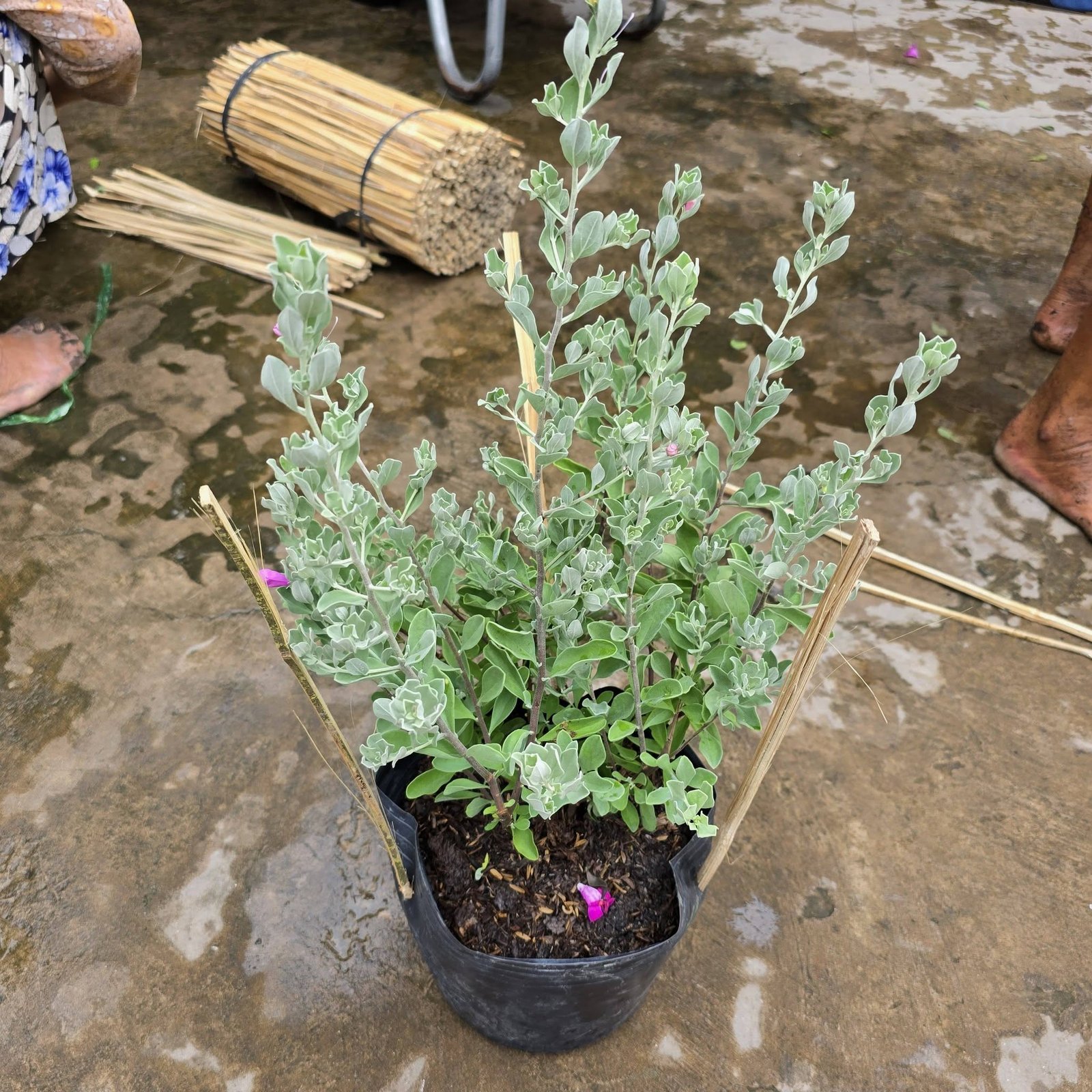 CÂY HOA TUYẾT SƠN PHI HỒNG ,(cao 20cm), Hoa giống cảnh sân vườn, dễ trồng GIÁ RẺ, nở quanh năm, Cây Tươi Nguyên 3