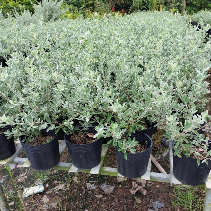 CÂY HOA TUYẾT SƠN PHI HỒNG ,(cao 20cm), Hoa giống cảnh sân vườn, dễ trồng GIÁ RẺ, nở quanh năm, Cây Tươi Nguyên 2