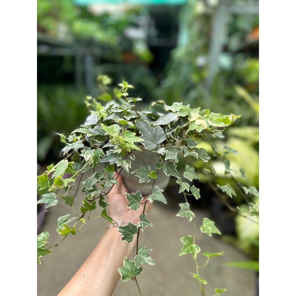 CÂY THƯỜNG XUÂN CẨM THẠCH ,(cao cm), cây cảnh Trong nhà, kiểng lá mini để bàn Văn phòng đẹp, GIÁ RẺ, lọc không khí, Cây Tươi Nguyên CTN1569
