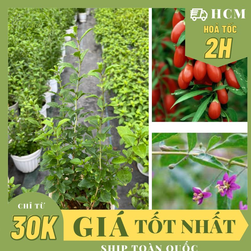 CÂY KỶ TỬ ,(cao 25cm), cây ăn quả & lá, giá trị dinh dưỡng cao, thu hoạch nhanh, trồng chậu nhựa ổn định, Cây Tươi Nguyên CTN1563