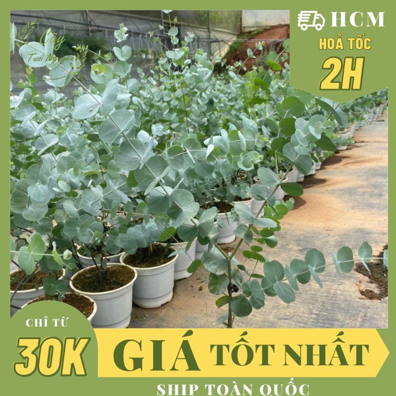 CÂY KHUYNH DIỆP (DOLA) ,(cao 30cm), cây cảnh decor, cây trang trí nhà nội thất, khoẻ đẹp, GIÁ RẺ, lọc không khí, Cây Tươi Nguyên CTN1560