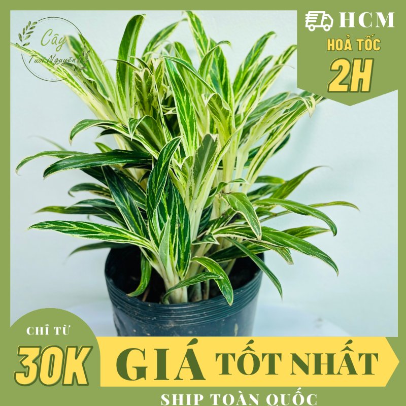 CÂY GIỮ TIỀN VÀNG ,(cao 25cm), cây cảnh Trong nhà, kiểng lá mini để bàn Văn phòng đẹp, GIÁ RẺ, lọc không khí, Cây Tươi Nguyên CTN1558