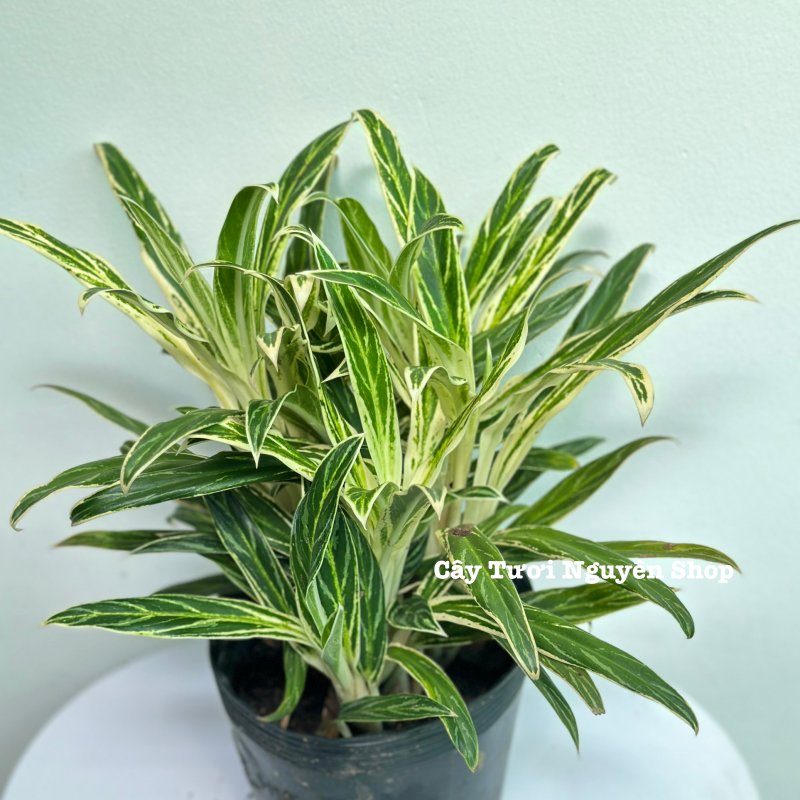 CÂY GIỮ TIỀN VÀNG ,(cao 25cm), cây cảnh Trong nhà, kiểng lá mini để bàn Văn phòng đẹp, GIÁ RẺ, lọc không khí, Cây Tươi Nguyên CTN1558 2