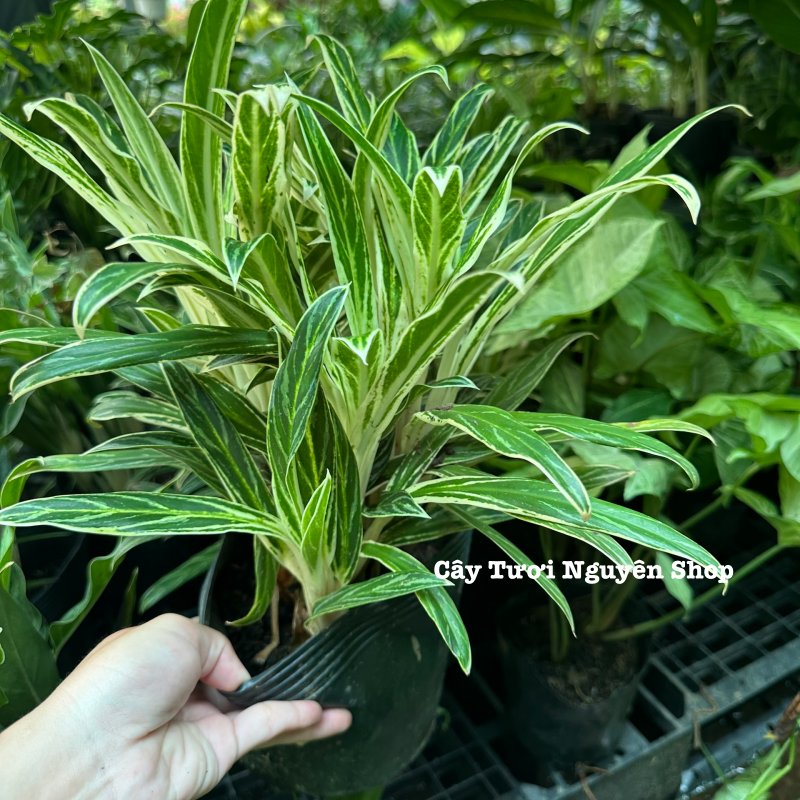 CÂY GIỮ TIỀN VÀNG ,(cao 25cm), cây cảnh Trong nhà, kiểng lá mini để bàn Văn phòng đẹp, GIÁ RẺ, lọc không khí, Cây Tươi Nguyên CTN1558 3