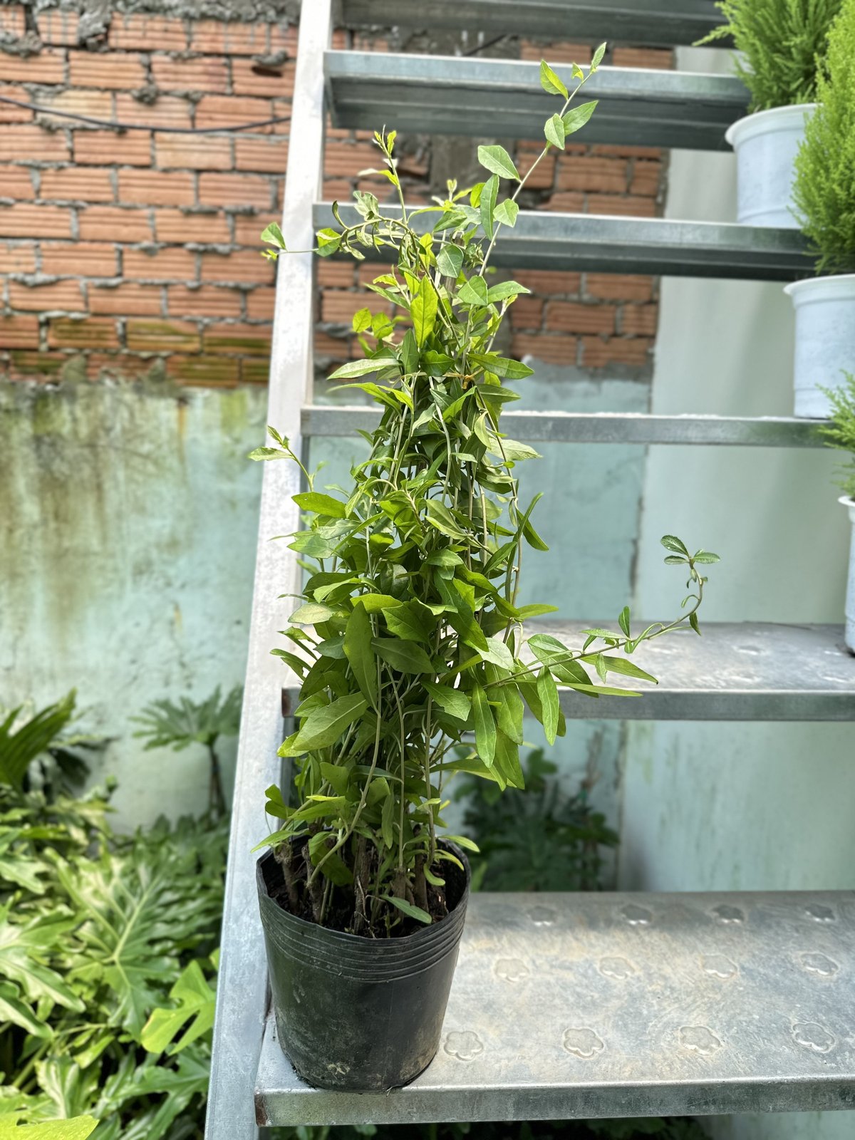 [GIÁ RẺ] CÂY CÚC TẦN ẤN ĐỘ,(cao 35cm), 5-7 GỐC thân rũ che mát, giảm nắng, chống bụi tốt, cây cảnh Trong nhà, GIÁ RẺ, lọc không khí, Cây Tươi Nguyên 2