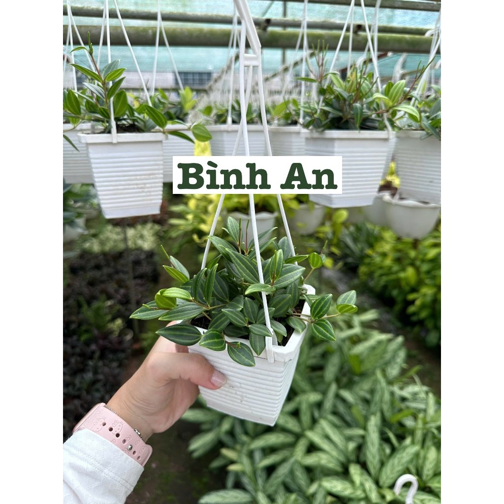 [CHẬU TRE0] CÂY LAN NÚT ÁO (LAN HẠT NGỌC)  ,(cao 5cm), cây cảnh Trong nhà, kiểng lá mini để bàn Văn phòng đẹp, GIÁ RẺ, lọc không khí, Cây Tươi Nguyên CTN1566 3