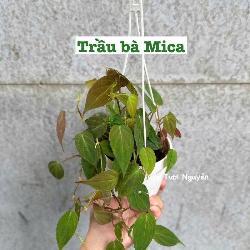 [CHẬU TRE0] CÂY LAN NÚT ÁO (LAN HẠT NGỌC)  ,(cao 5cm), cây cảnh Trong nhà, kiểng lá mini để bàn Văn phòng đẹp, GIÁ RẺ, lọc không khí, Cây Tươi Nguyên CTN1566 2
