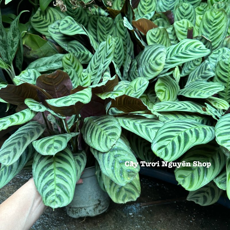CÂY ĐUÔI CÔNG XƯƠNG CÁ XANH CHẬU LỚN Calathea burle-marxii ,(cao 20cm), cây cảnh Trong nhà, kiểng lá decor Văn phòng đẹp, GIÁ RẺ, lọc không khí, Cây Tươi Nguyên CTN1553 2
