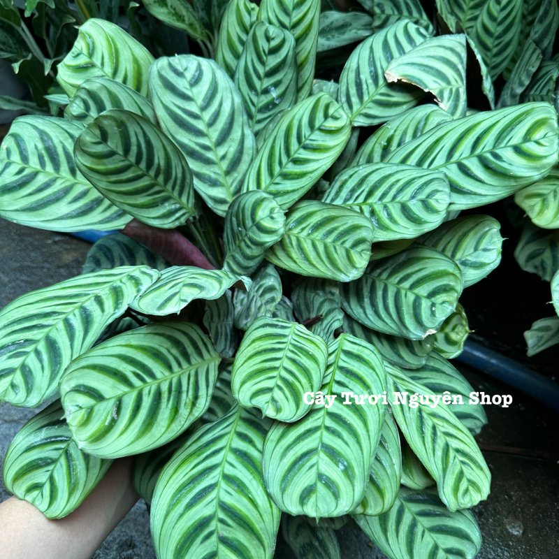 CÂY ĐUÔI CÔNG XƯƠNG CÁ XANH CHẬU LỚN Calathea burle-marxii ,(cao 20cm), cây cảnh Trong nhà, kiểng lá decor Văn phòng đẹp, GIÁ RẺ, lọc không khí, Cây Tươi Nguyên CTN1553 3