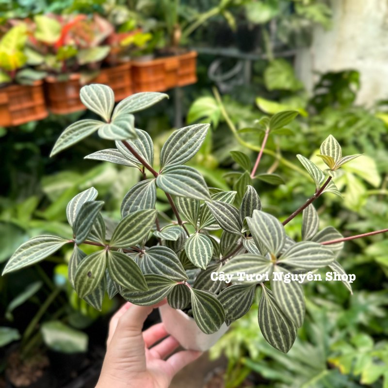 CÂY BÌNH AN ,(cao 15cm), cây cảnh Trong nhà, kiểng lá mini để bàn Văn phòng đẹp, GIÁ RẺ, lọc không khí, Cây Tươi Nguyên CTN1551 3