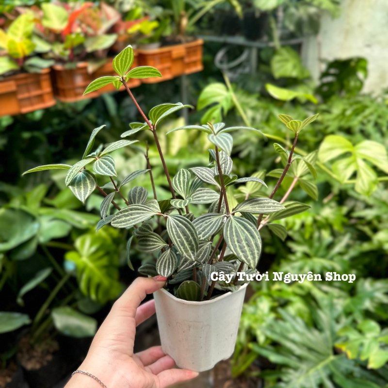 CÂY BÌNH AN ,(cao 15cm), cây cảnh Trong nhà, kiểng lá mini để bàn Văn phòng đẹp, GIÁ RẺ, lọc không khí, Cây Tươi Nguyên CTN1551 2