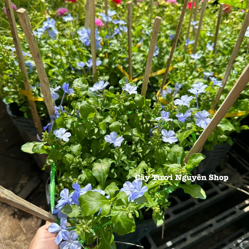 CÂY HOA THANH XÀ ,(cao 20cm), Hoa giống cảnh sân vườn, ban công, dễ trồng GIÁ RẺ, nở quanh năm, Cây Tươi Nguyên CTN1550 3
