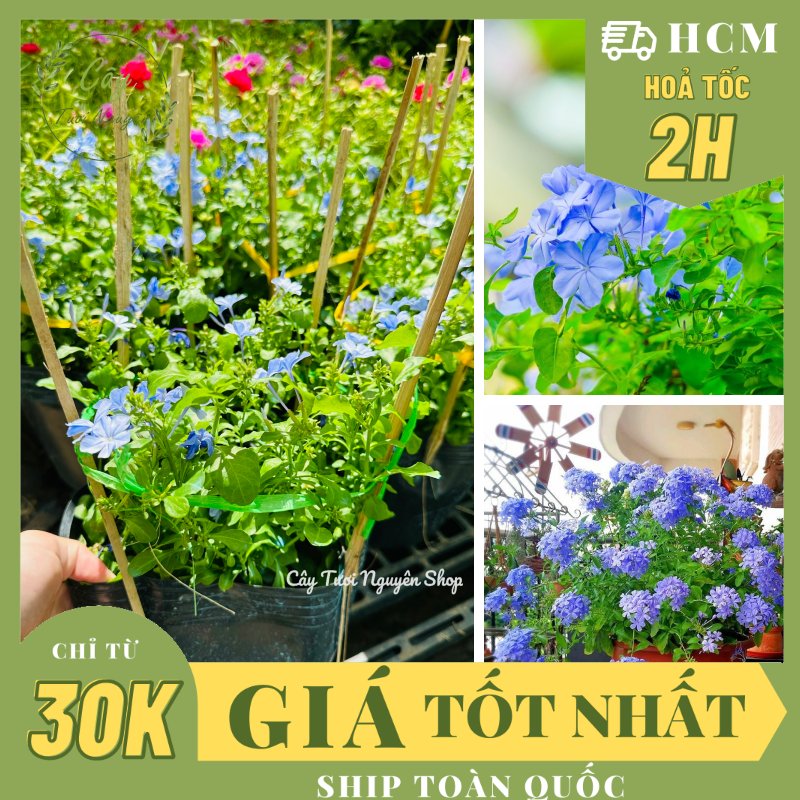 CÂY HOA THANH XÀ ,(cao 20cm), Hoa giống cảnh sân vườn, ban công, dễ trồng GIÁ RẺ, nở quanh năm, Cây Tươi Nguyên CTN1550